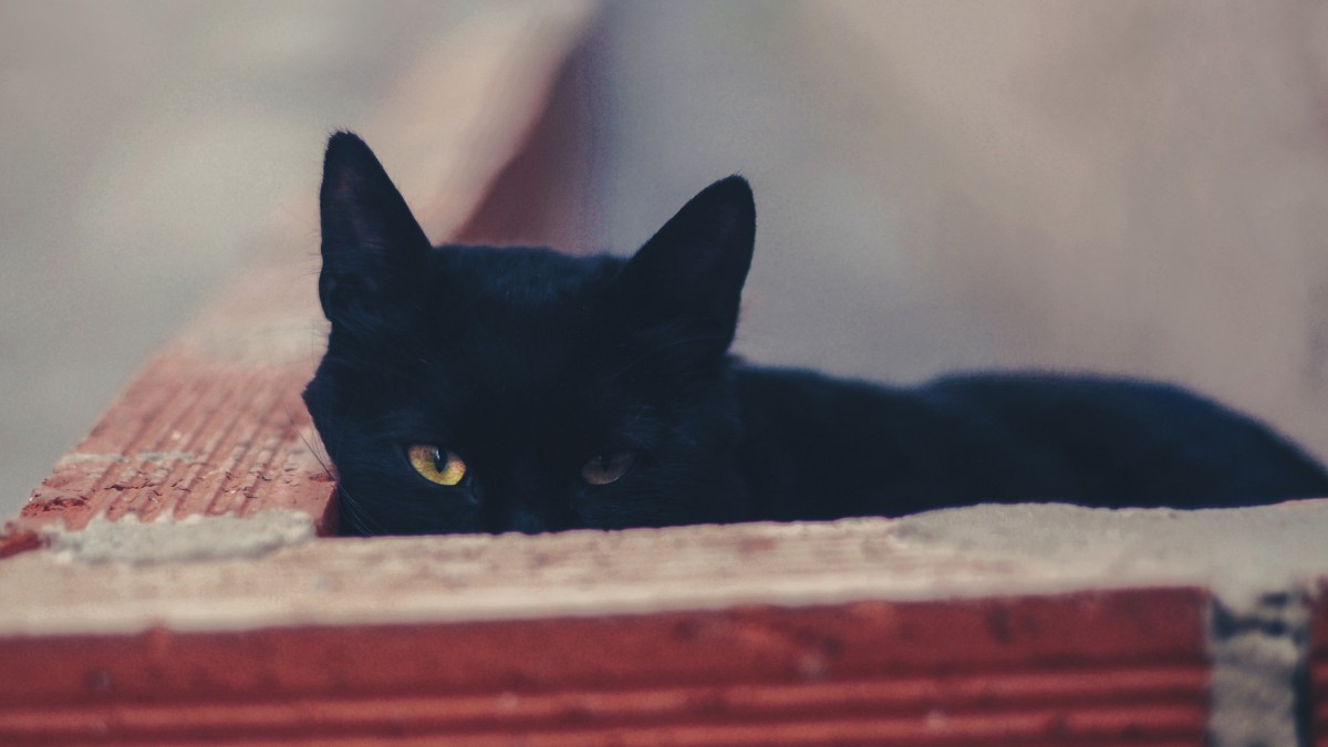黑猫图片-动物壁纸-高清动物图片-第8图-娟娟壁纸