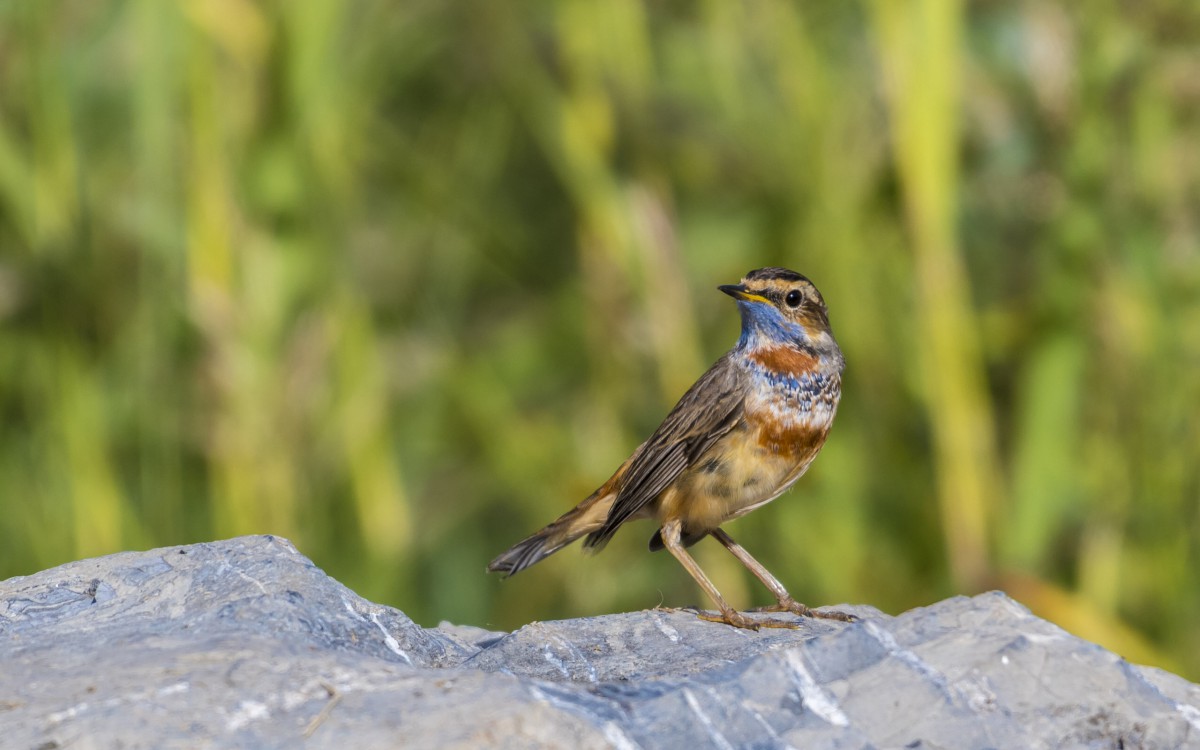 蓝点颏鸟图片29