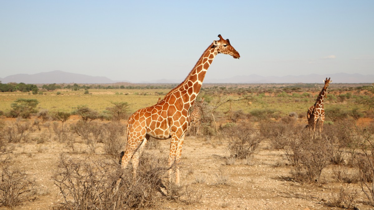 高大的长颈鹿图片18