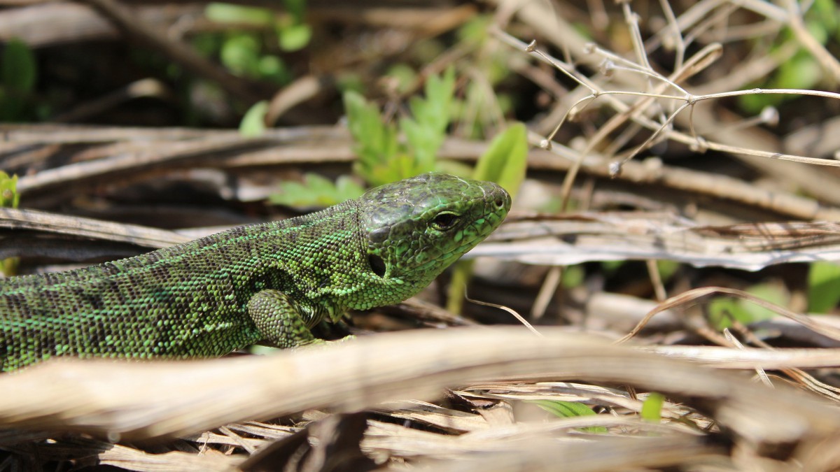 绿色蜥蜴图片212
