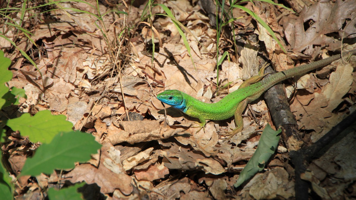 绿色蜥蜴图片412