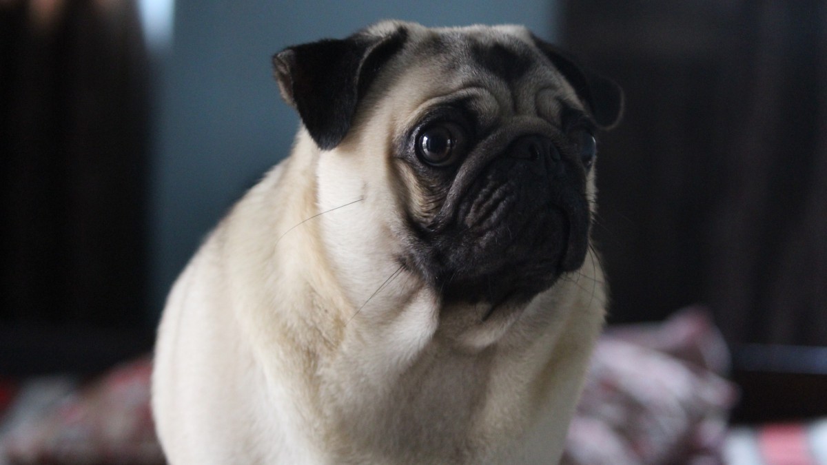 沙皮狗图片-动物壁纸-高清动物图片-第6图-娟娟壁纸