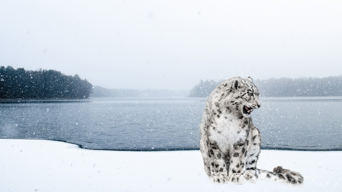 珍稀動物雪豹圖片-動物壁紙-高清動物圖片-第6圖-娟娟壁紙