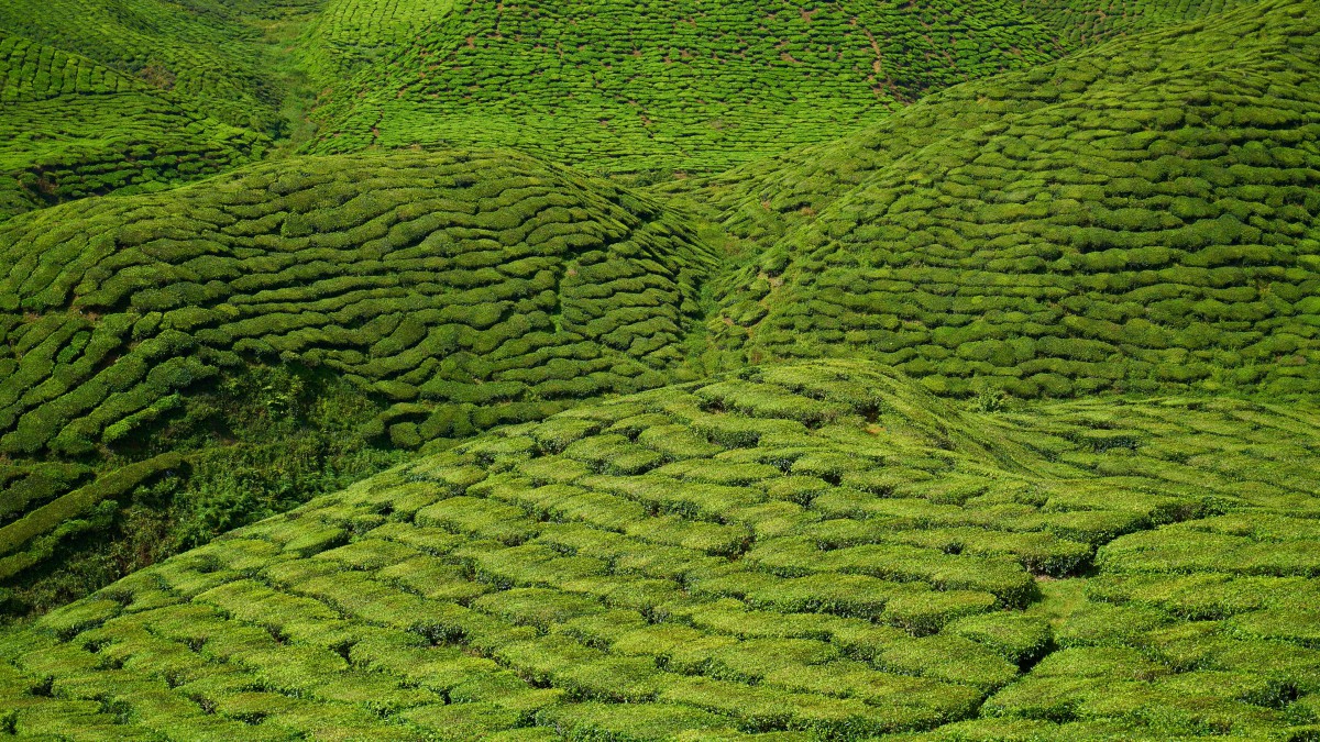 山坡上的茶园图片-风景壁纸-高清风景图片-第3图-娟娟壁纸