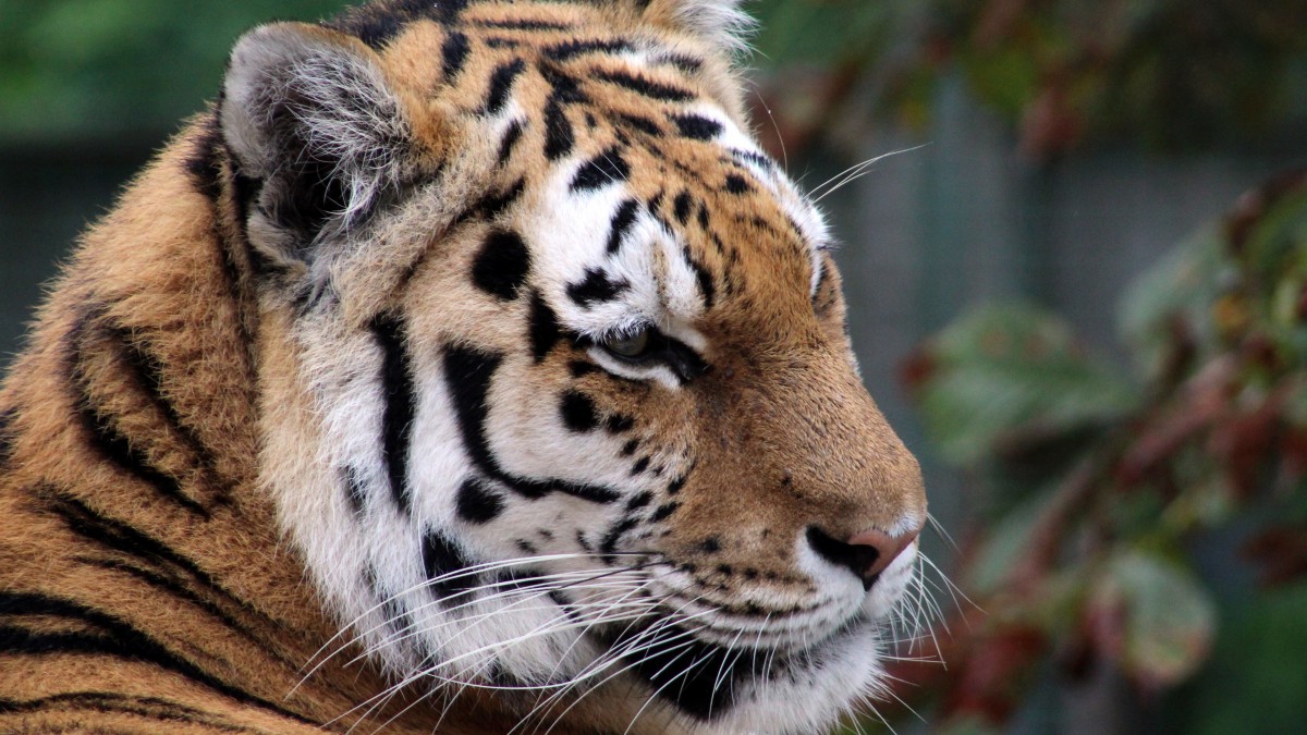 森林之王老虎圖片-動物壁紙-高清動物圖片-第5圖-娟娟壁紙