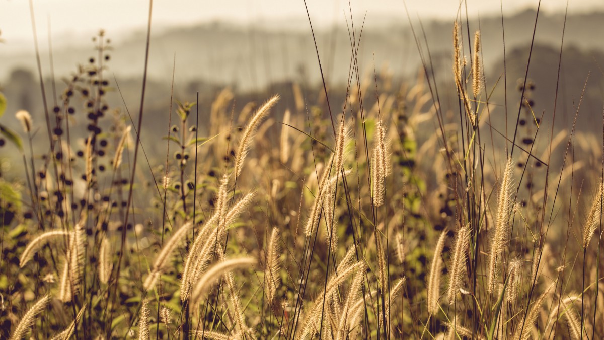 秋天的野草狗尾巴草图片(4/5)