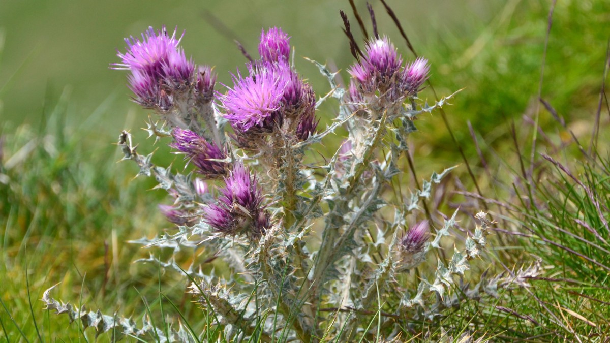 水飞蓟图片大全大图(7/11)