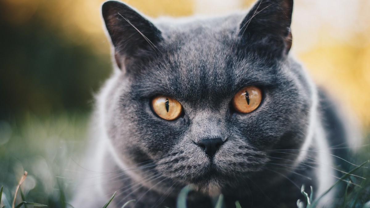 俄罗斯蓝猫图片-动物壁纸-高清动物图片-第8图-娟娟壁纸