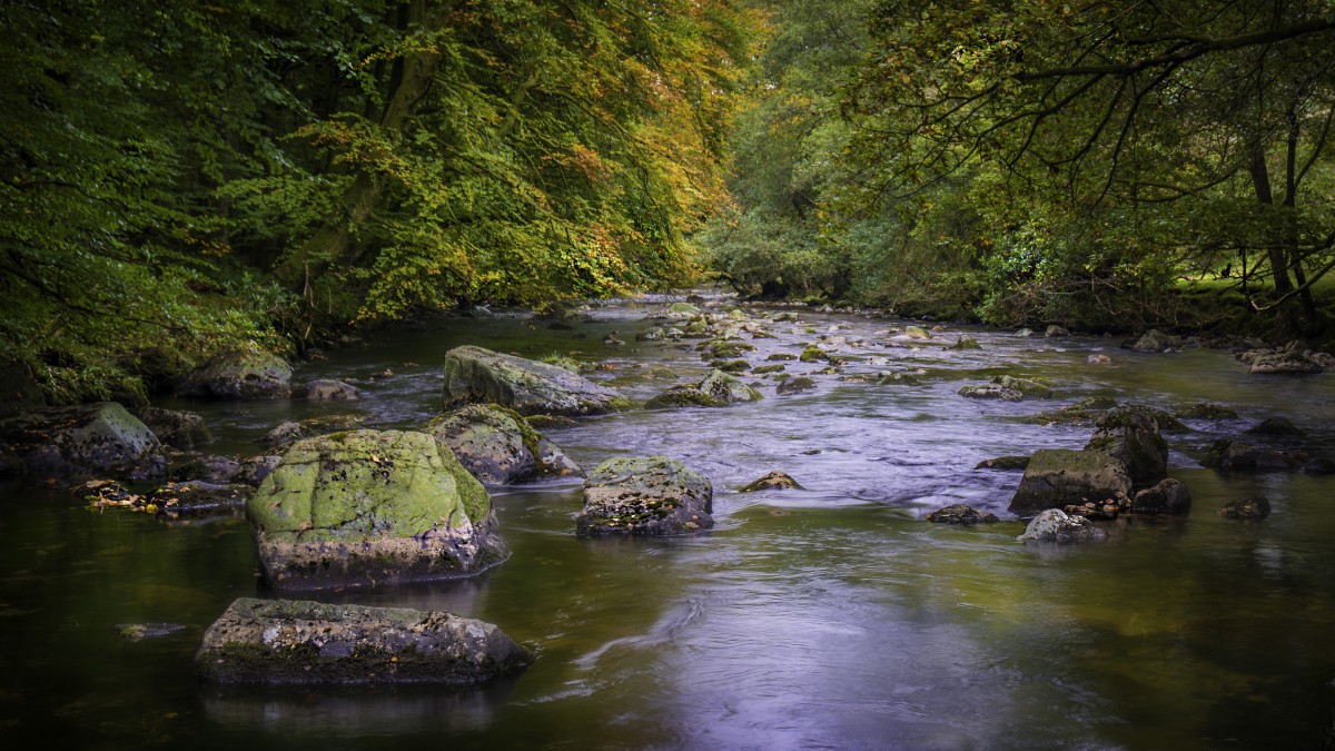 森林里的溪流图片412