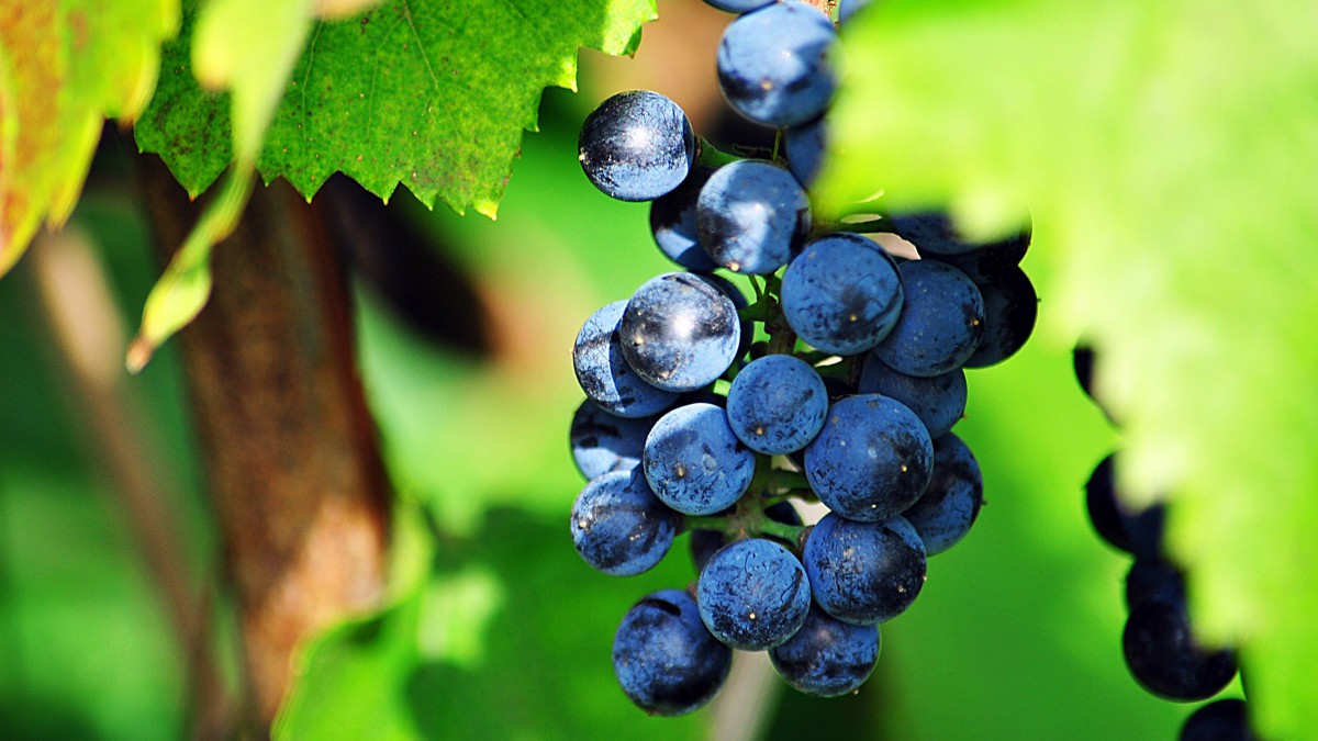 葡萄树上的葡萄图片-花卉壁纸-高清花卉图片-第10图-娟娟壁纸