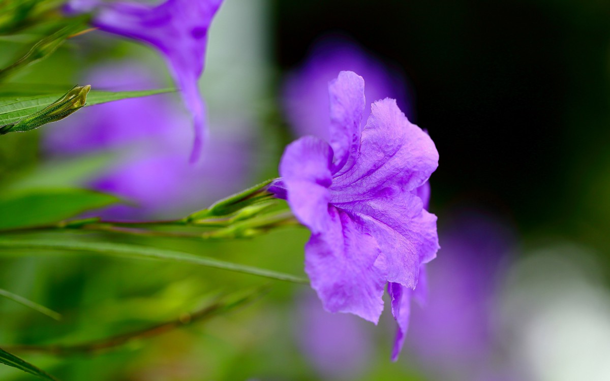 翠芦莉花图片1112