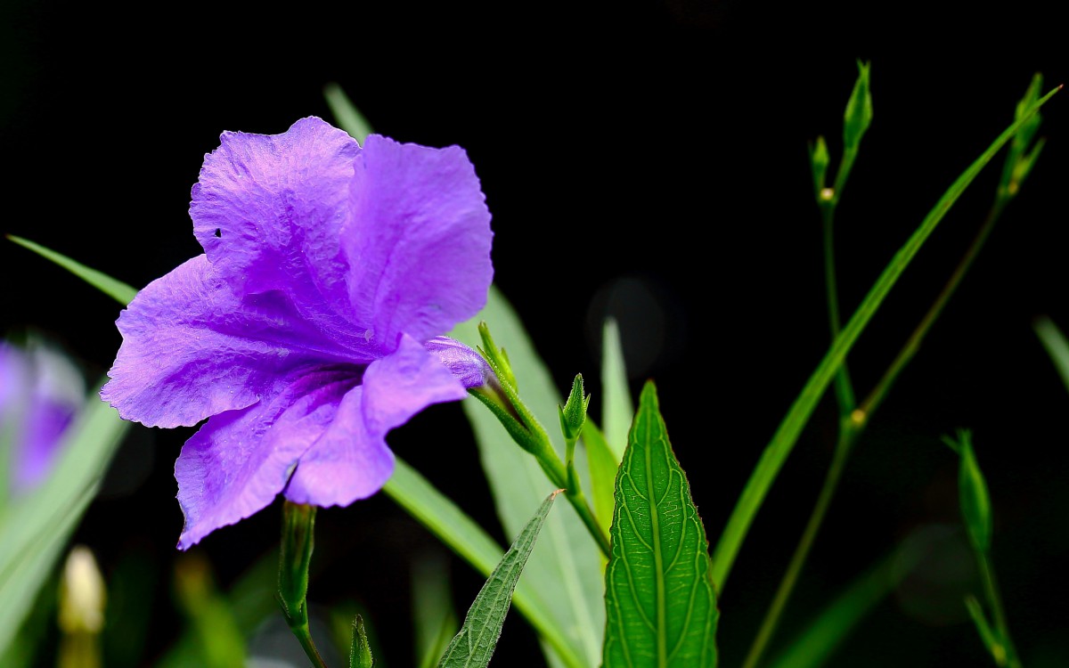 翠芦莉花图片(3/12)