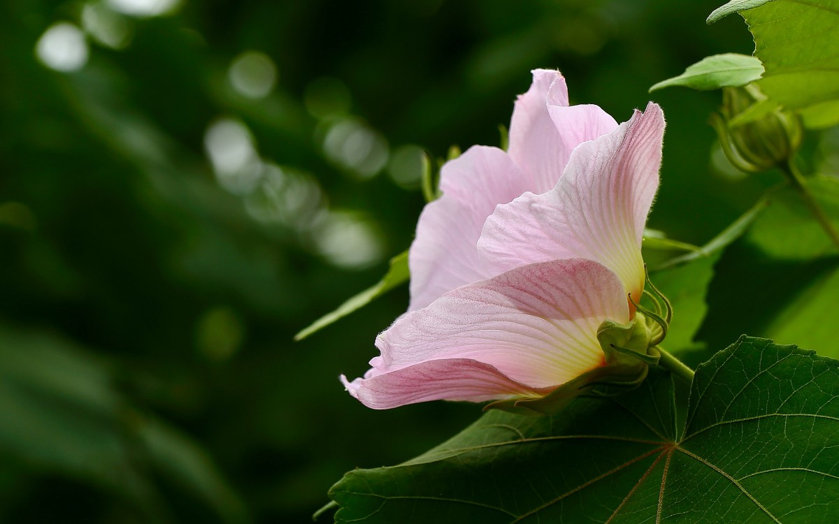 芙蓉花图片大全大图-花卉壁纸-高清花卉图片-第12图-娟娟壁纸