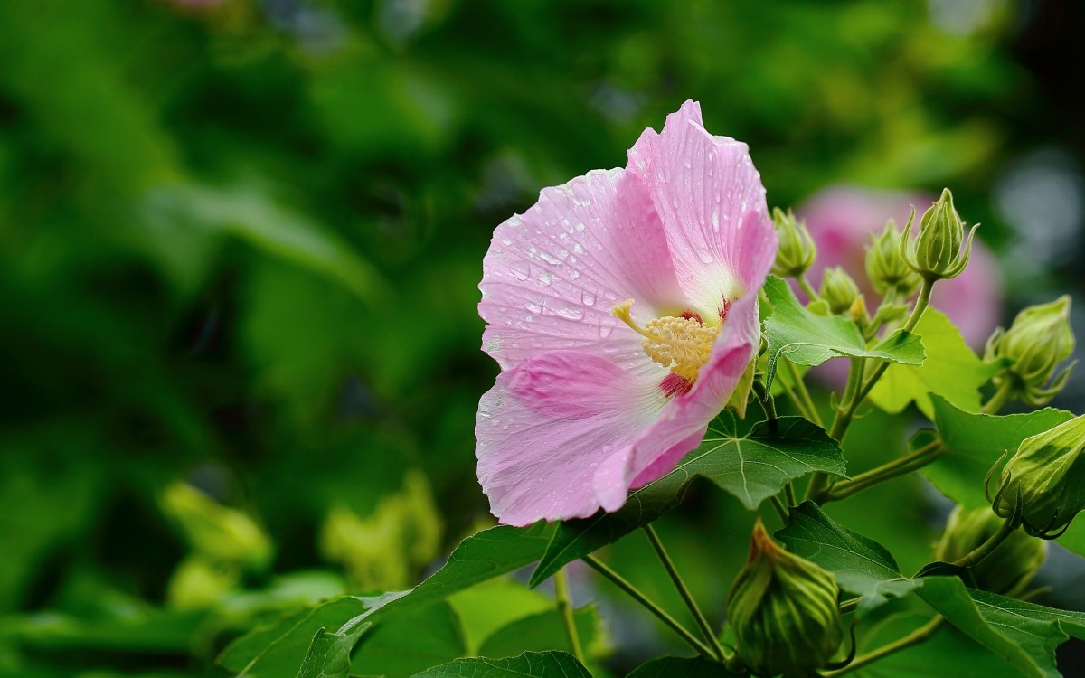 芙蓉花圖片大全大圖-花卉壁紙-高清花卉圖片-第2圖-娟娟壁紙