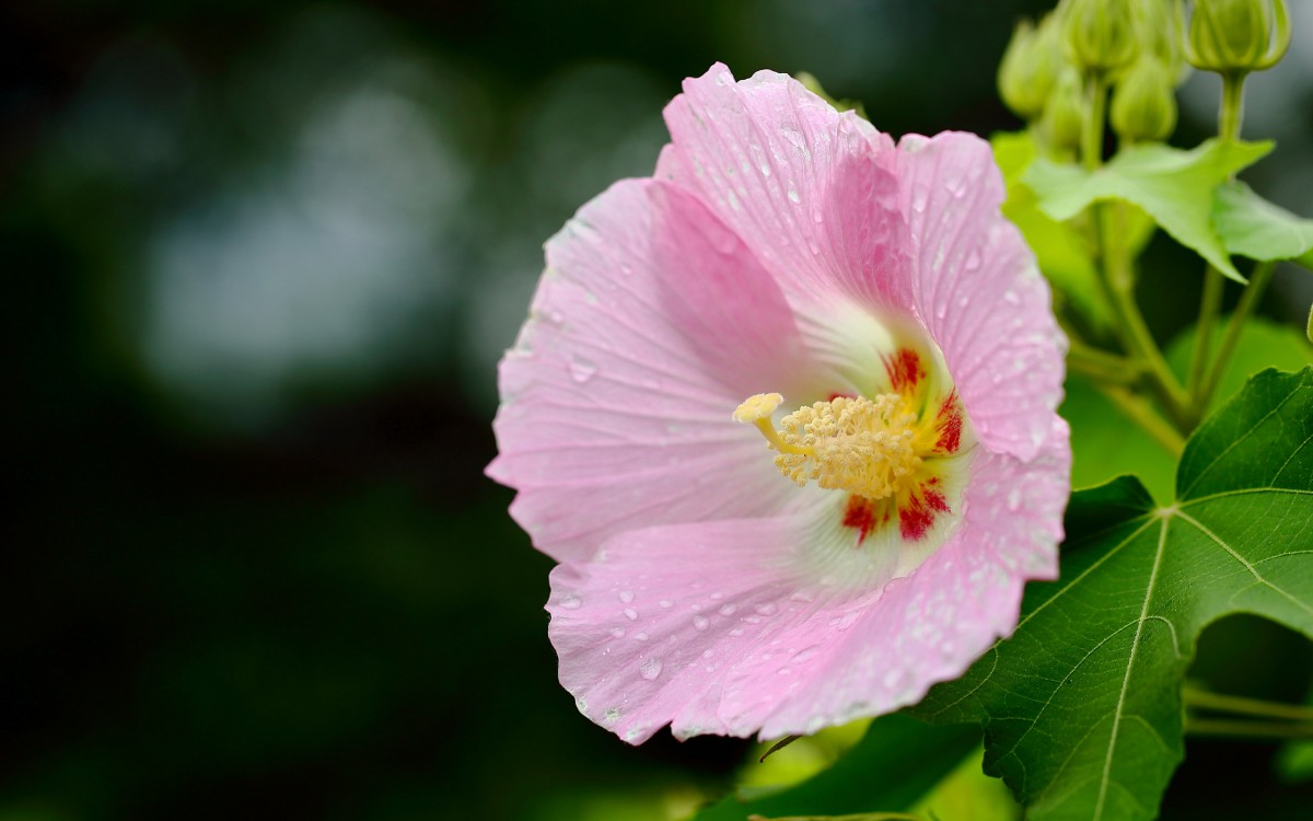 芙蓉花圖片大全大圖-花卉壁紙-高清花卉圖片-第3圖-娟娟壁紙