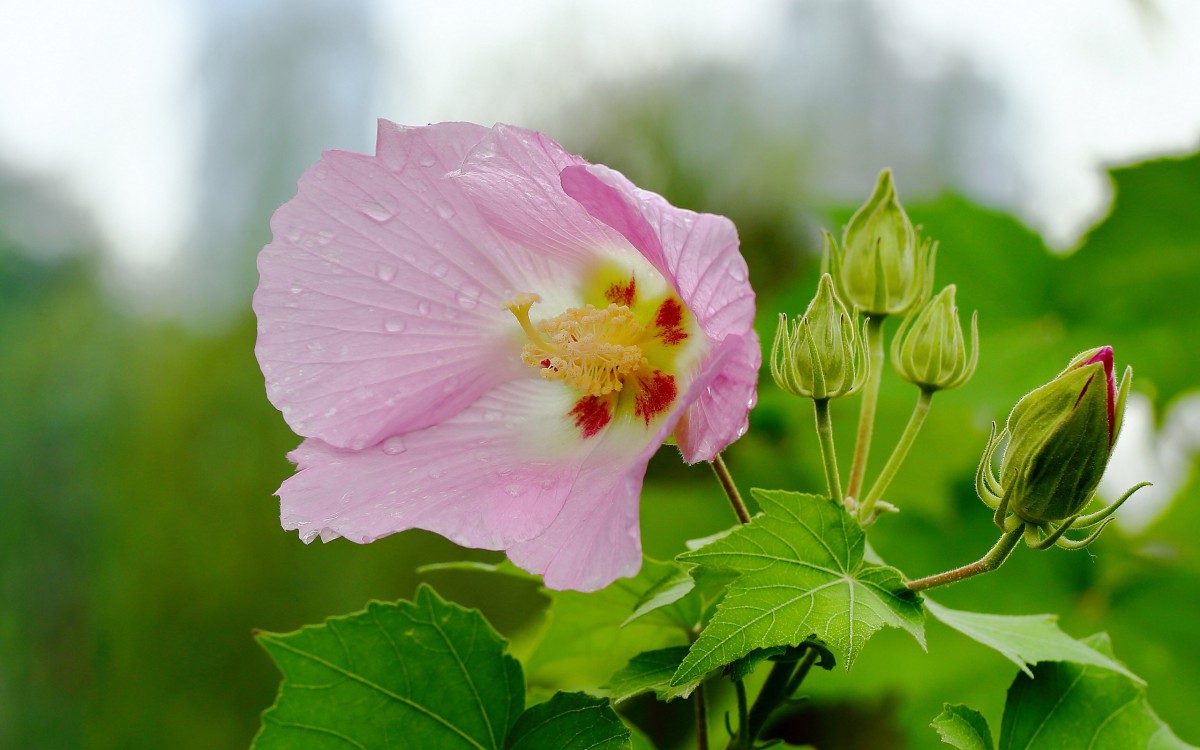 芙蓉花图片大全大图512