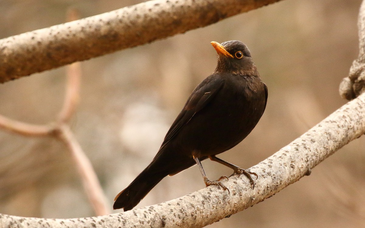 乌鸫鸟图片 动物壁纸 高清动物图片 娟娟壁纸 乌鸫鸟图片 动物壁纸 高清动物图片 娟娟壁纸