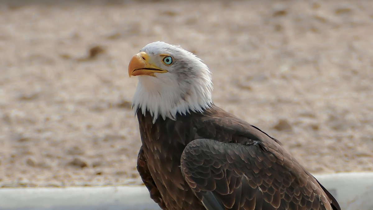 桌面壁紙 動物 鳥類合集 > 大型猛禽白頭海雕圖片壁紙分辨率:(3840x