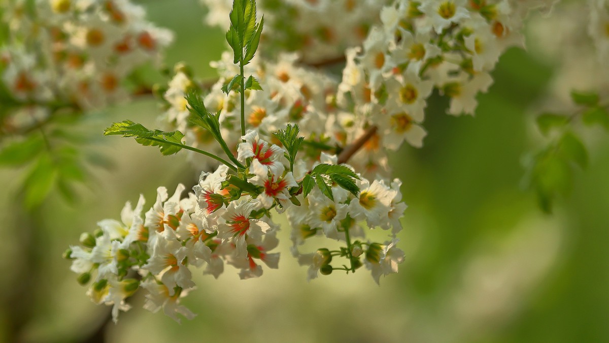 文冠果花图片410