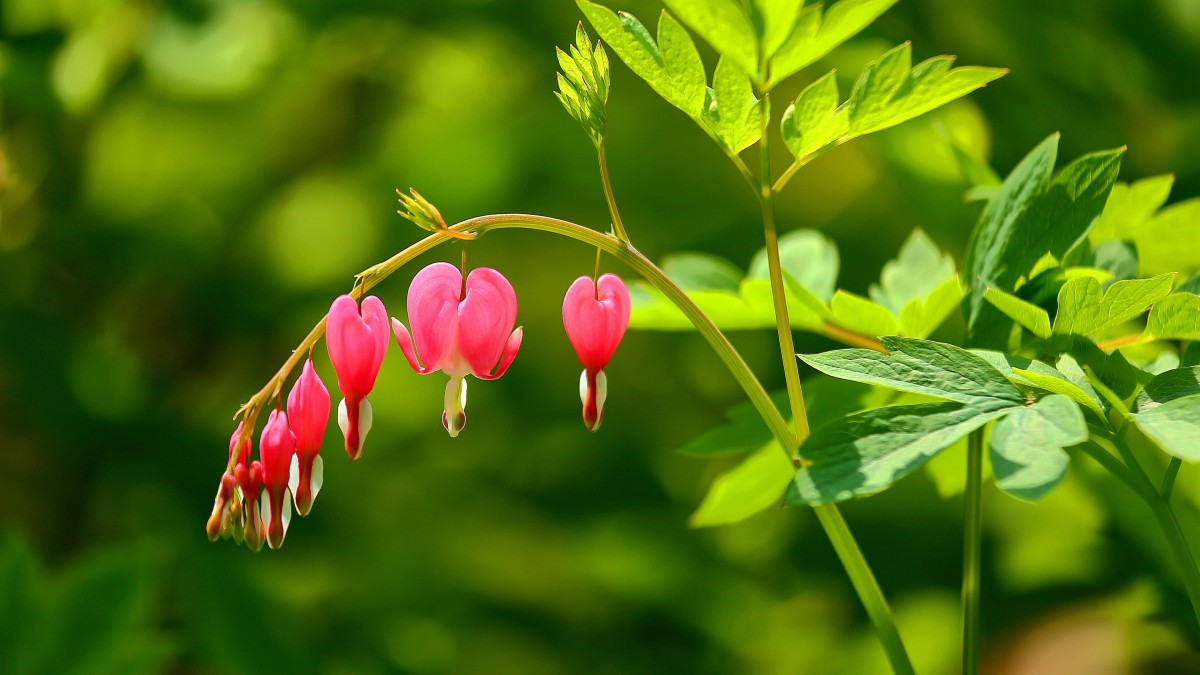 荷包牡丹图片-花卉壁纸-高清花卉图片-第11图-娟娟壁纸