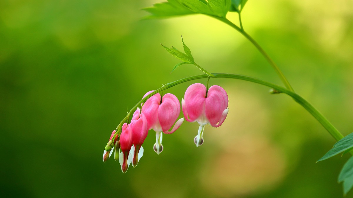 荷包牡丹图片-花卉壁纸-高清花卉图片-第3图-娟娟壁纸