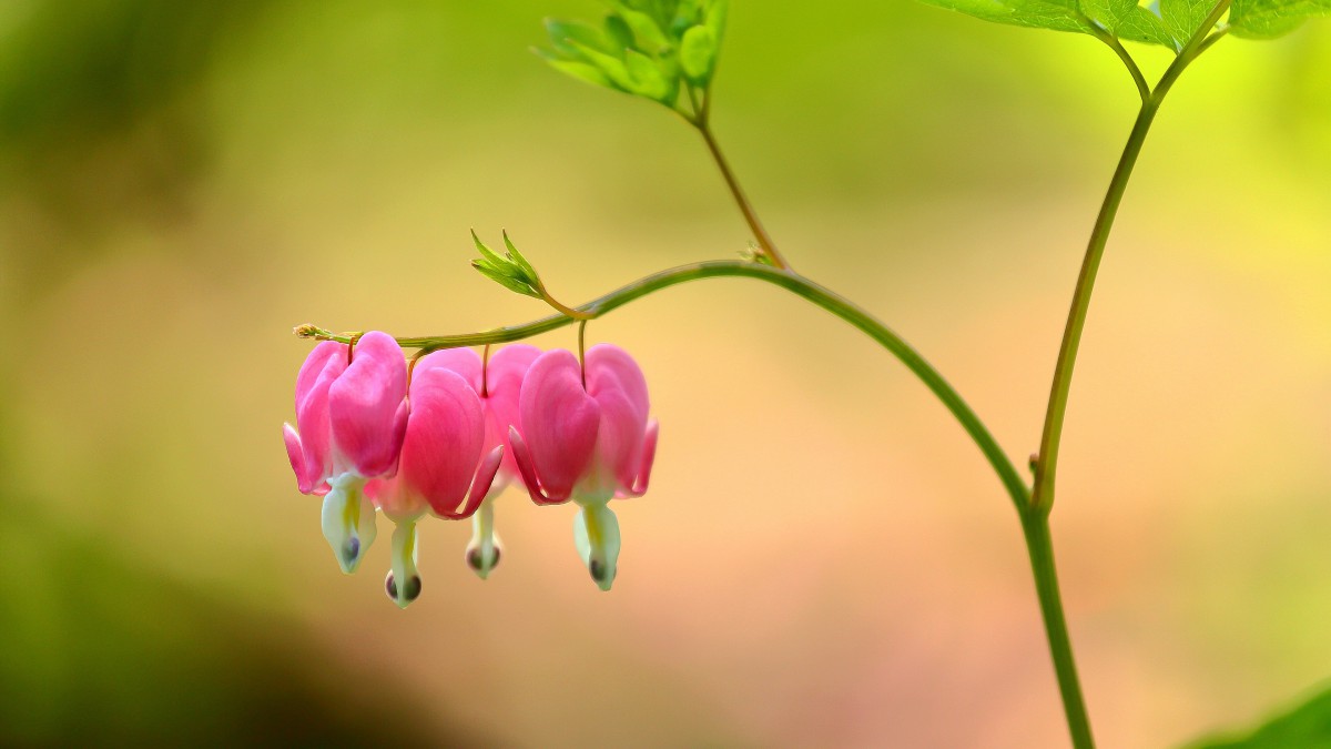 荷包牡丹图片-花卉壁纸-高清花卉图片-第4图-娟娟壁纸