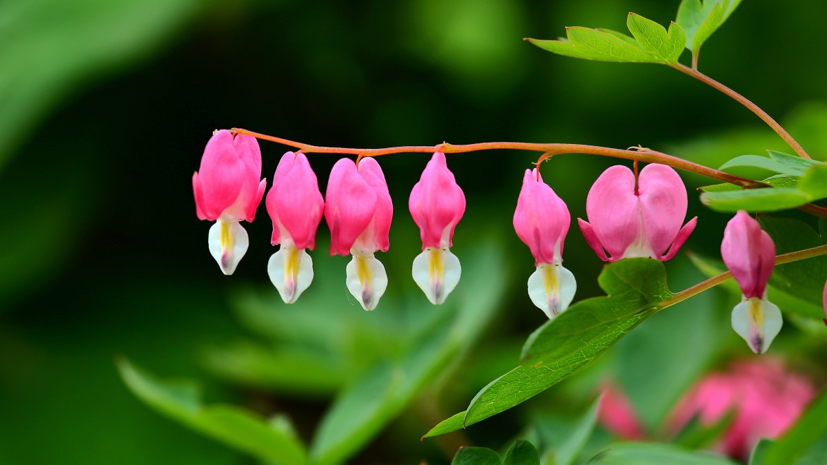 荷包牡丹图片712