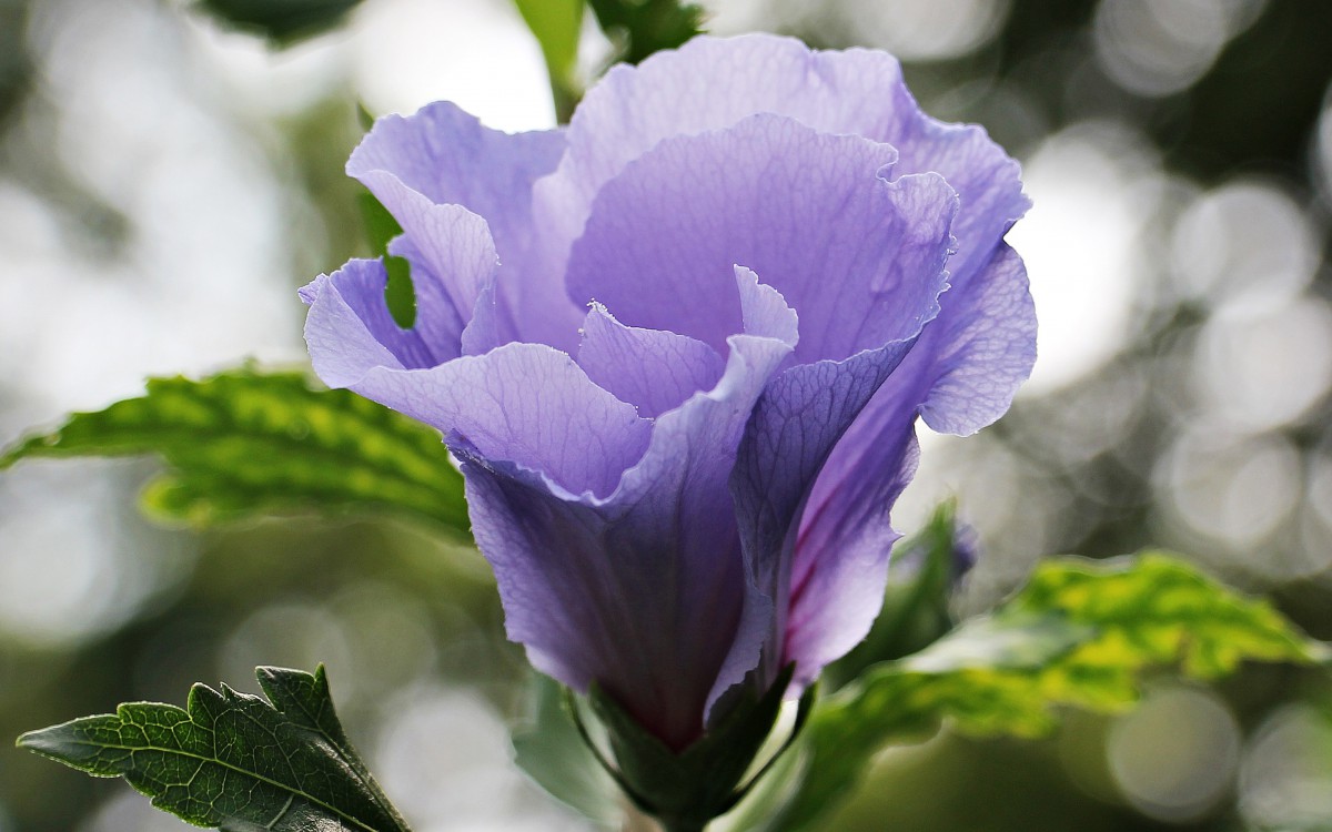 高清锦葵花图片-花卉壁纸-高清花卉图片-第8图-娟娟壁纸