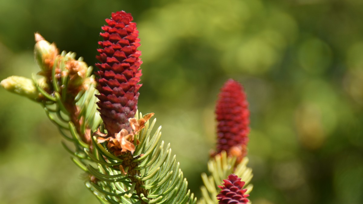 松树上的松球松果图片(7/9)