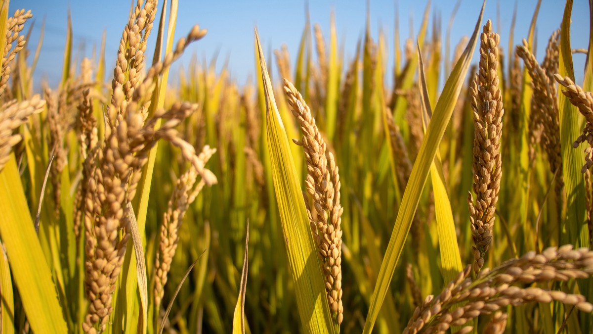 金色稻田稻谷图片-花卉壁纸-高清花卉图片-第2图-娟娟壁纸