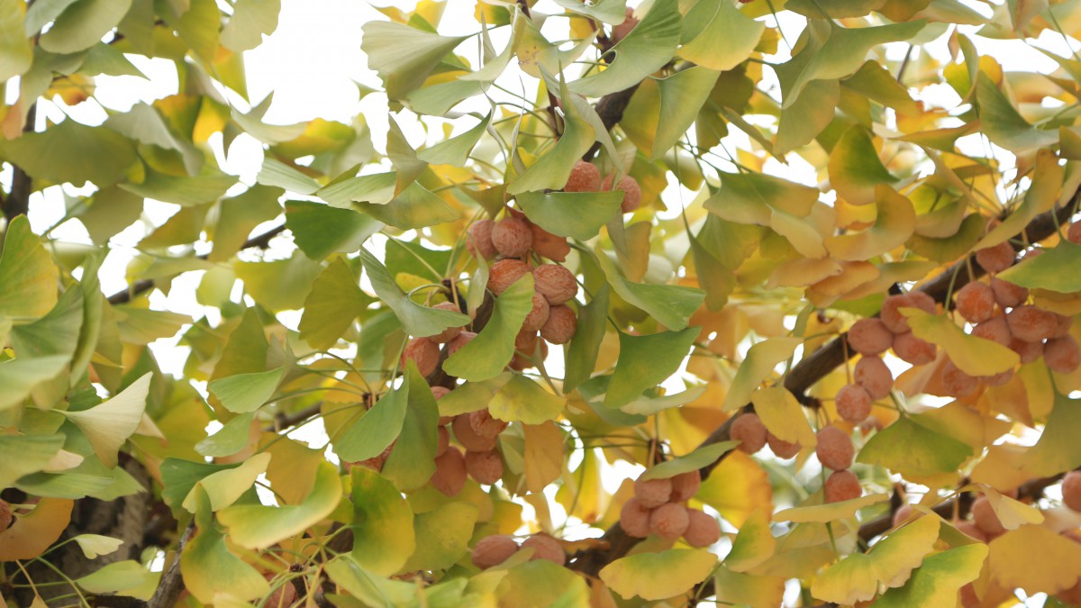 黄色的银杏果图片69