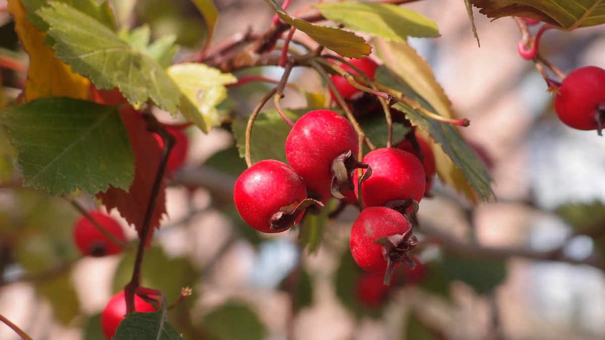 酸酸甜甜的山楂图片-花卉壁纸-高清花卉图片-第4图-娟娟壁纸