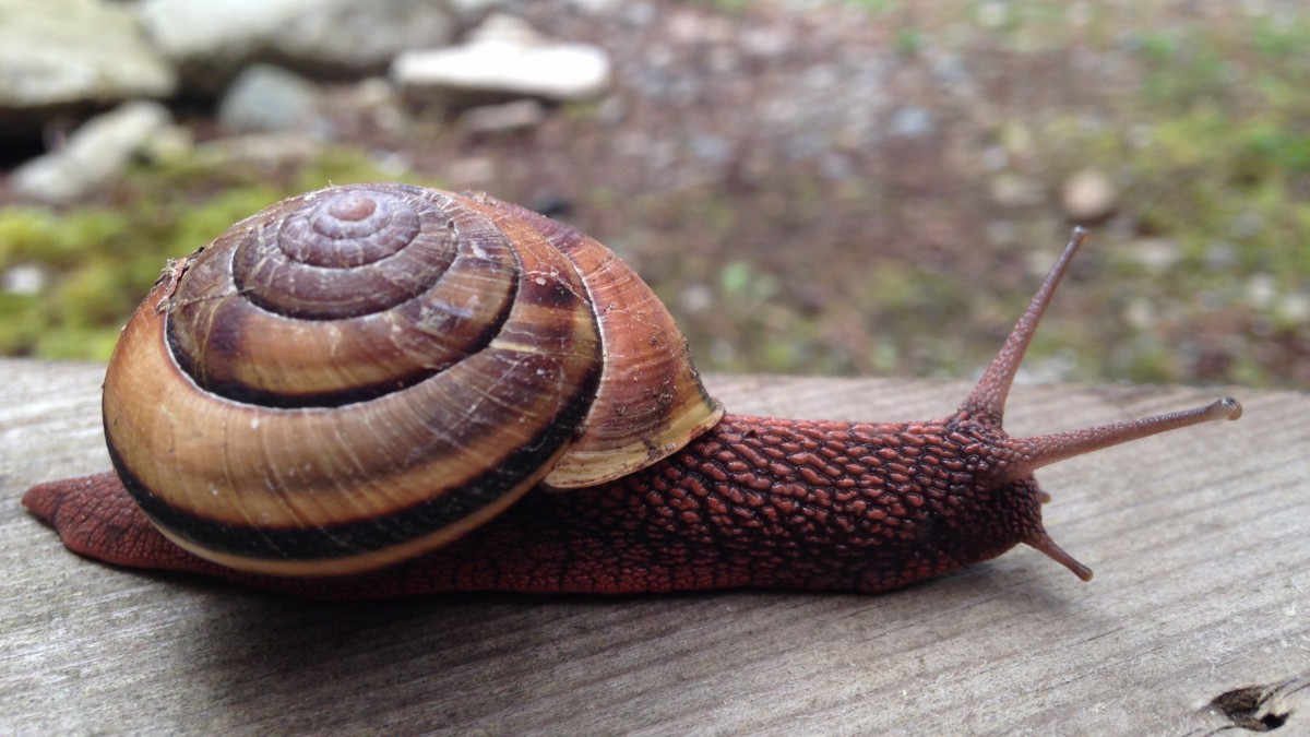 蜗牛图片812