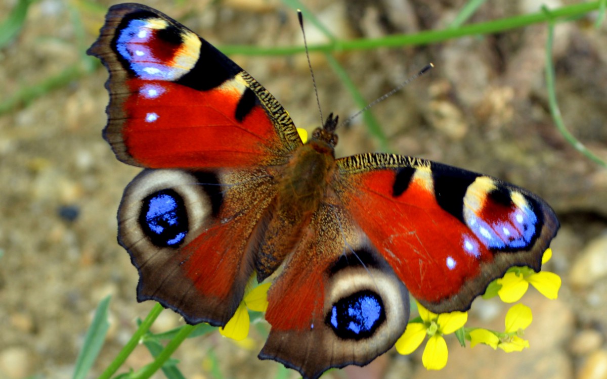 孔雀蝴蝶的外形图片
