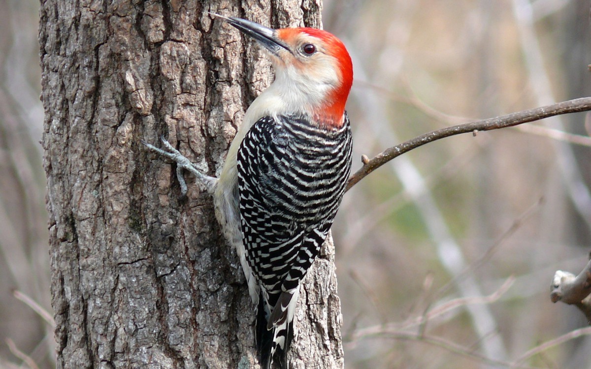 森林医生啄木鸟图片1010