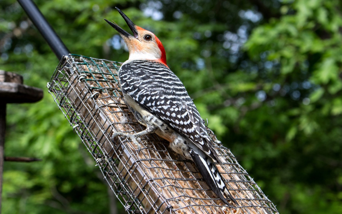 森林医生啄木鸟图片-动物壁纸-高清动物图片-第2图-娟娟壁纸