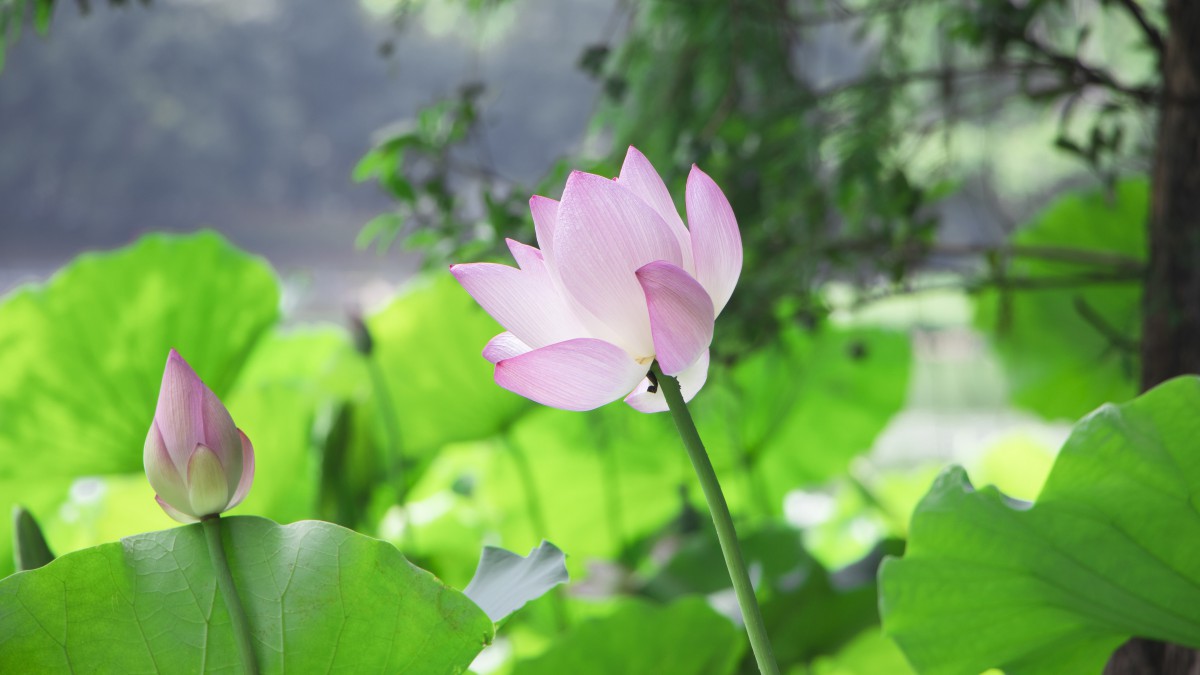 出淤泥而不染的荷花图片-花卉壁纸-高清花卉图片-第10图-娟娟壁纸