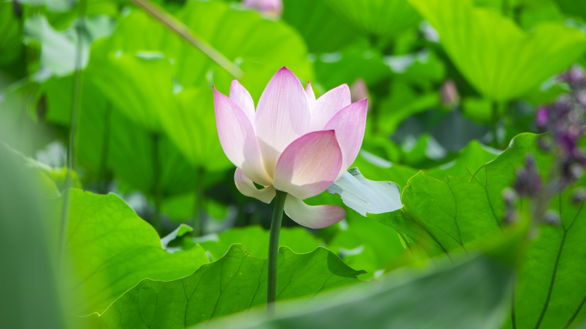 出淤泥而不染的荷花图片-花卉壁纸-高清花卉图片-第3图-娟娟壁纸