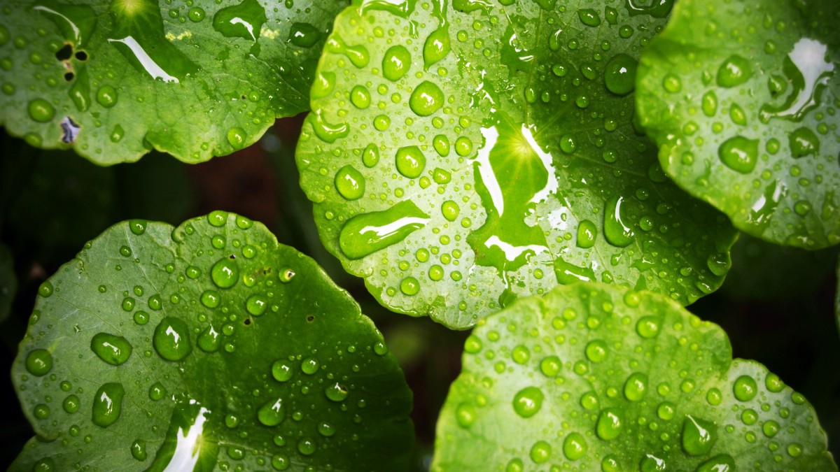 花草树叶上的小水珠图片-花卉壁纸-高清花卉图片-第6图-娟娟壁纸