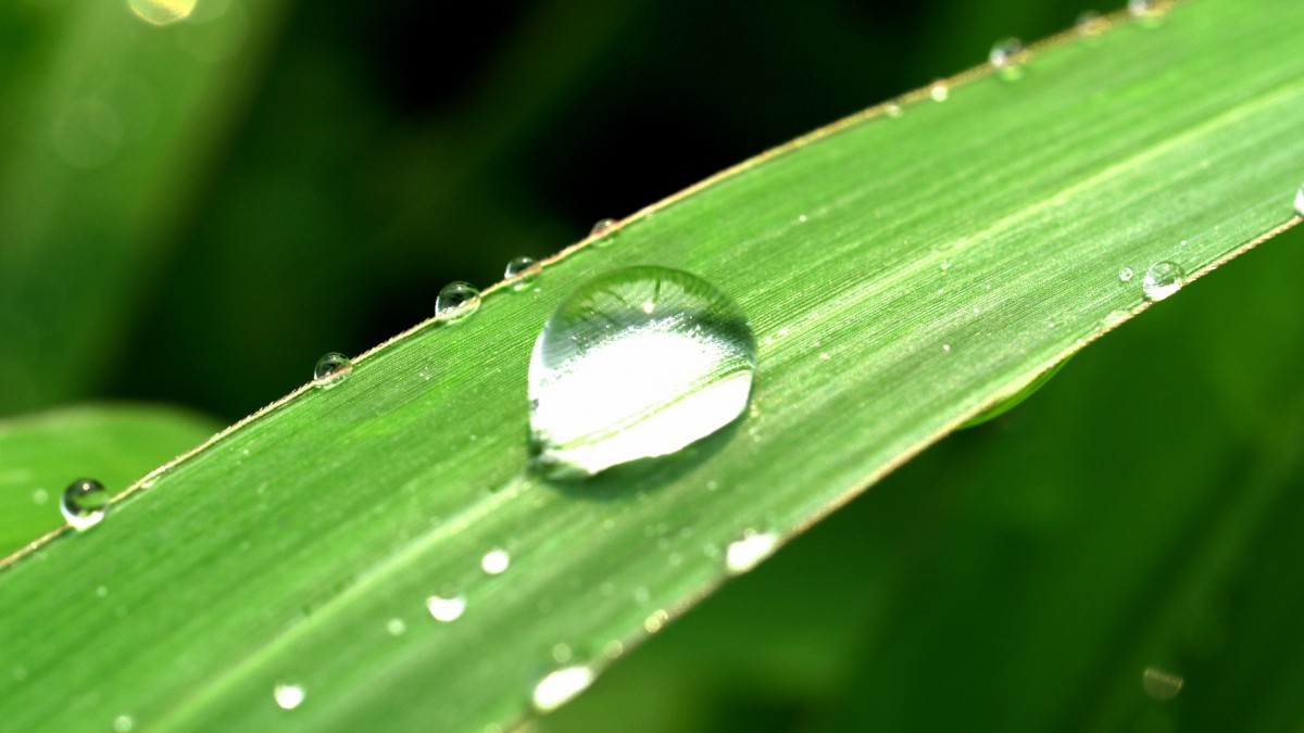 小草上的水珠露珠圖片