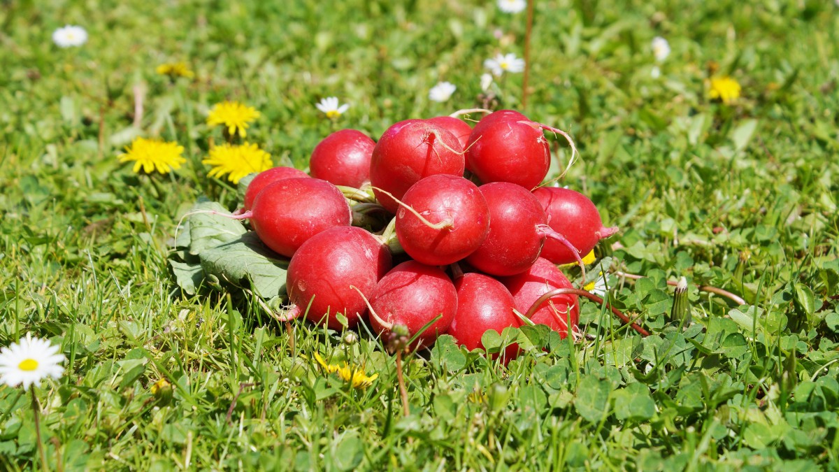 蔬菜红萝卜图片-花卉壁纸-高清花卉图片-第5图-娟娟壁纸