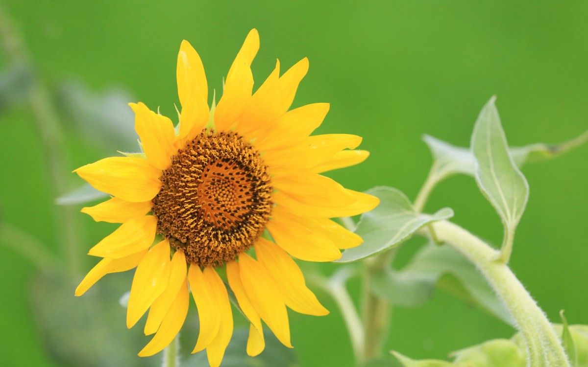 美丽的太阳花图片(5/10)