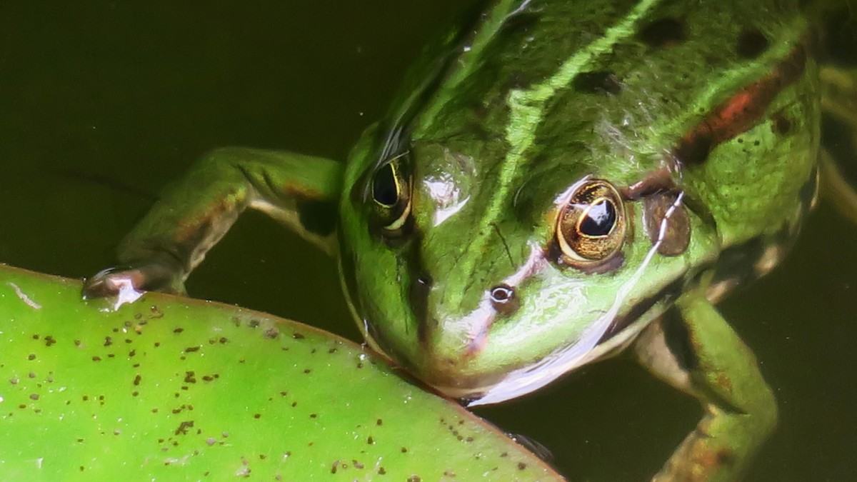 青蛙图片-动物壁纸-高清动物图片-第8图-娟娟壁纸