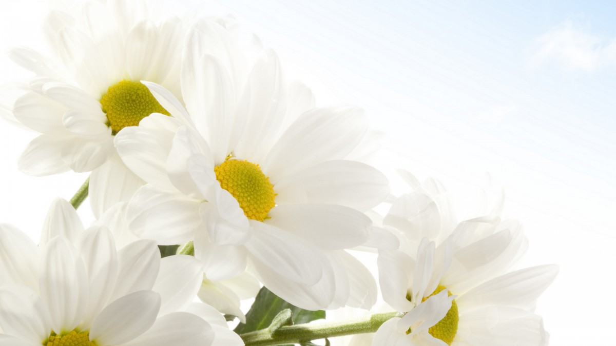 高清淡雅小雏菊图片1014