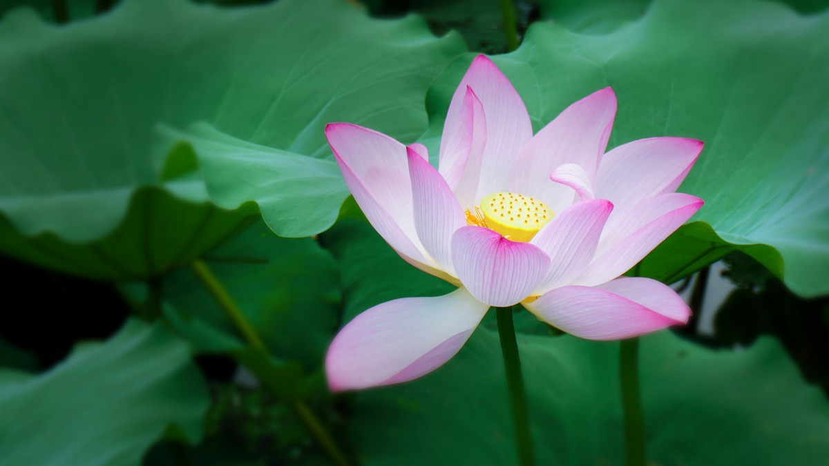 夏日荷花图片大全-花卉壁纸-高清花卉图片-第15图-娟娟壁纸