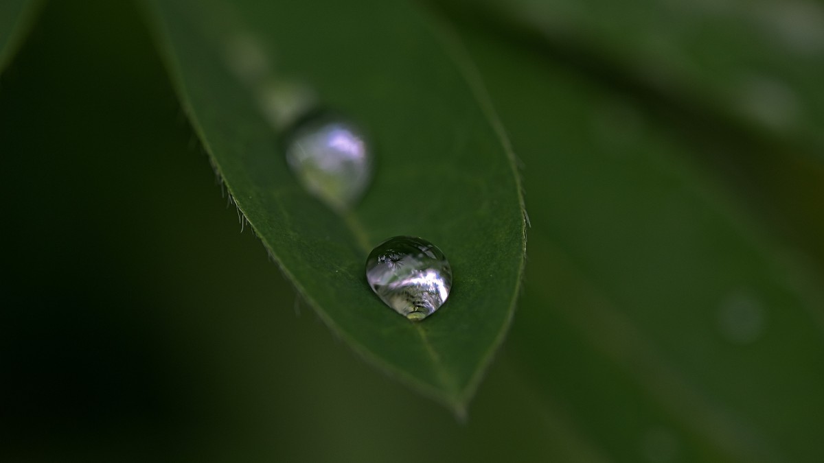 晶瑩剔透的露珠圖片