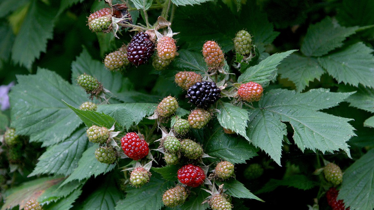 枝头上的黑莓图片大全-花卉壁纸-高清花卉图片-第3图-娟娟壁纸