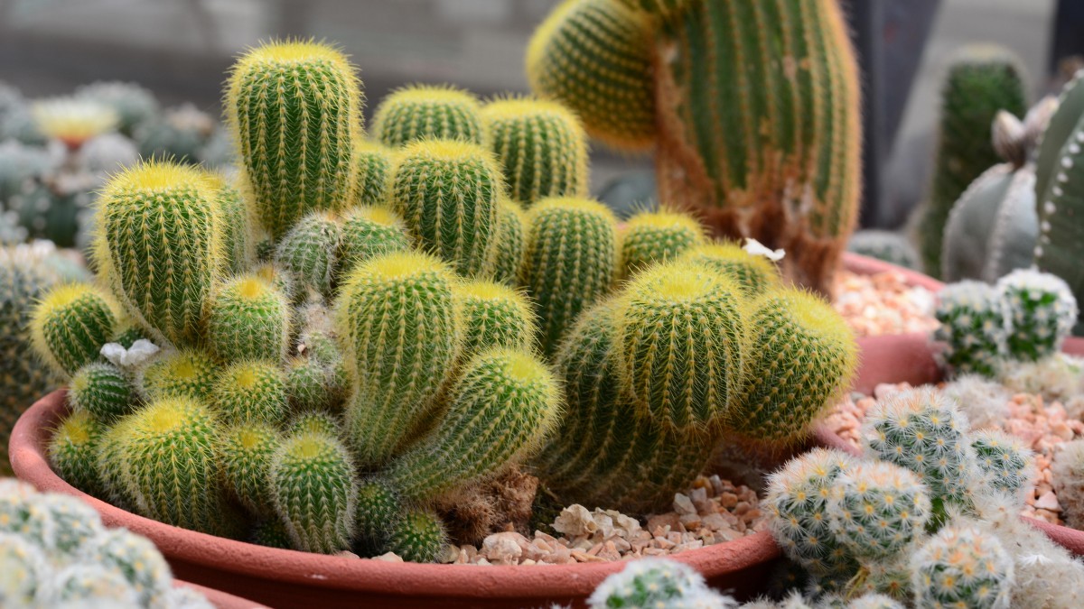 仙人掌图片大全112