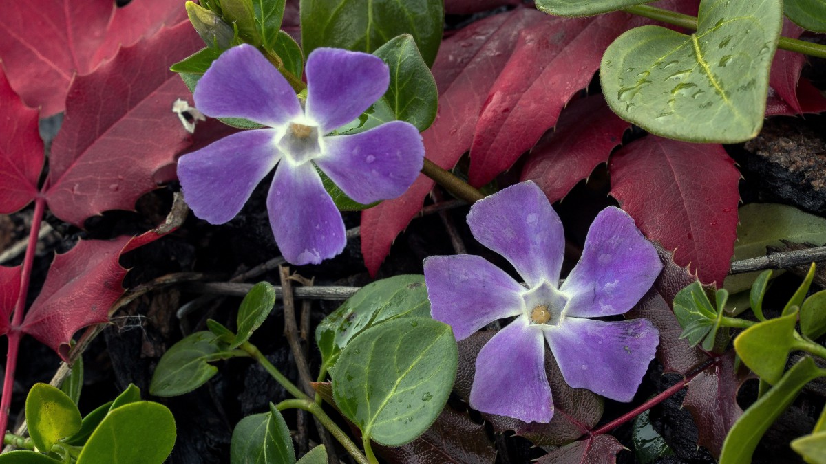 長春花圖片大全-花卉壁紙-高清花卉圖片-第8圖-娟娟壁紙