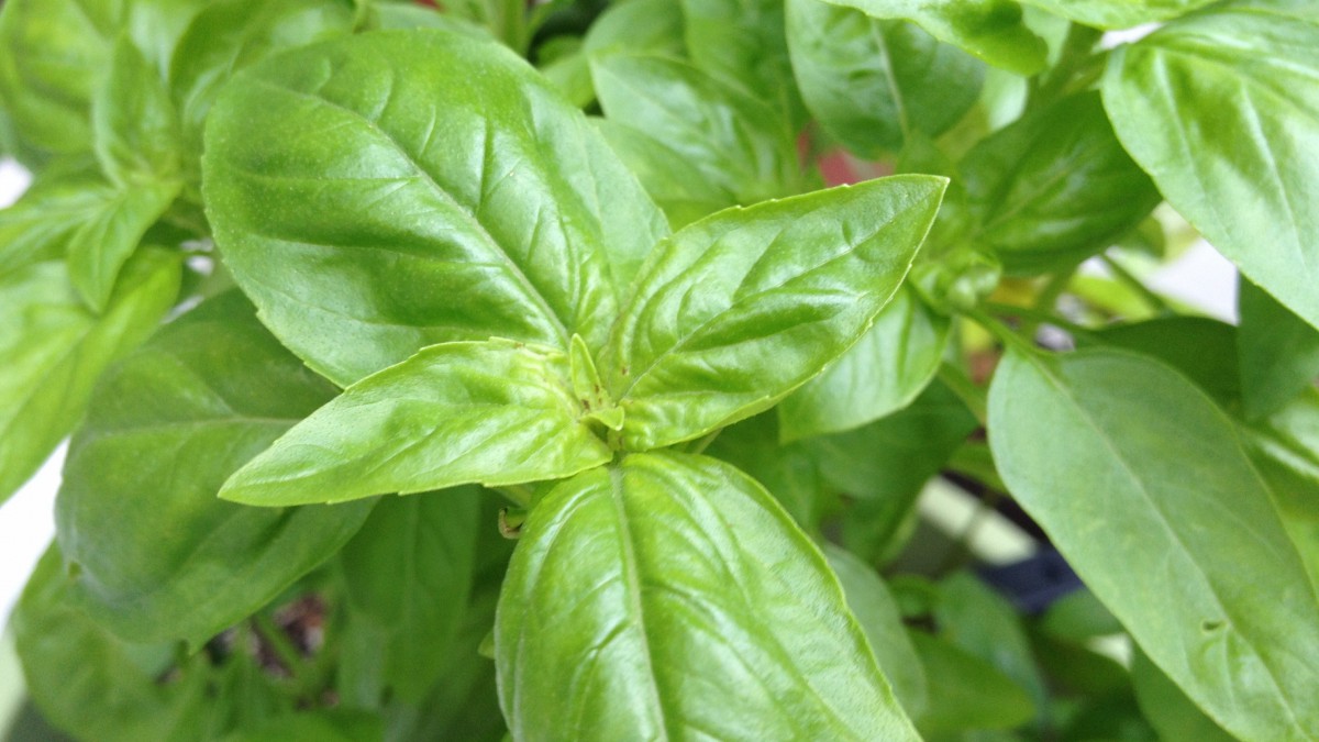绿色罗勒叶图片-花卉壁纸-高清花卉图片-第4图-娟娟壁纸